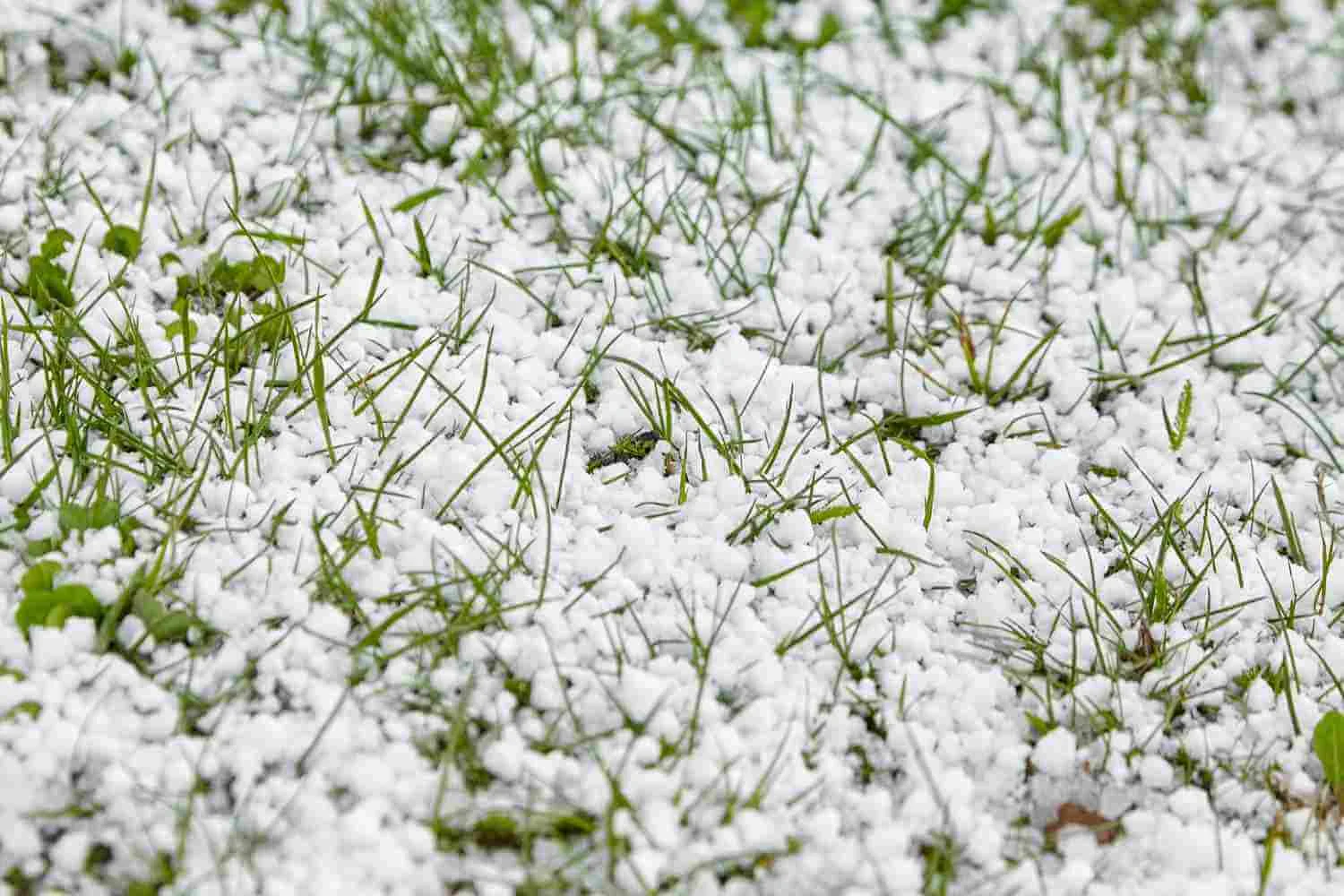 Bucati de grindina albe acopera partial iarba verde