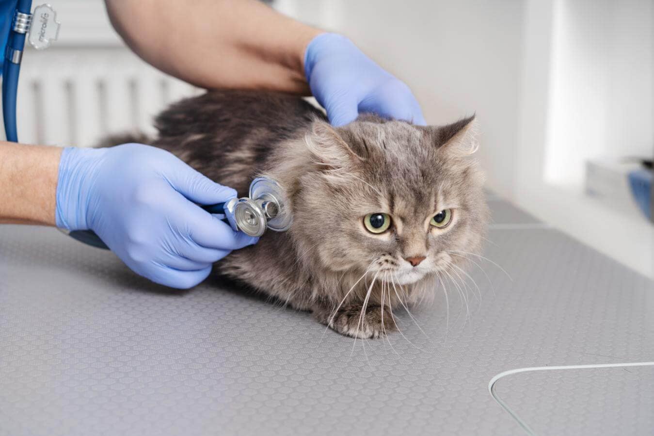 Pisica gri cu blana lunga este consultata de un veterinar